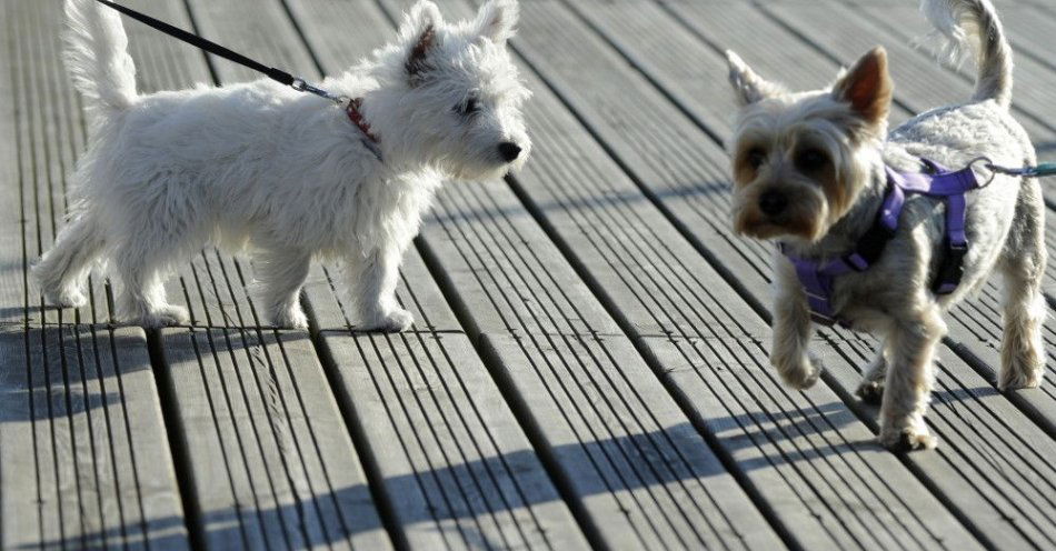 zdjęcie: Ekspert: adopcja zwierzęcia jako prezent świąteczny to często działanie impulsywne / Jurata 01.08.2020. Psy rasy West Highland White Terrier (L) i Yorkshire Terrier na spacerze po drewnianym molo.