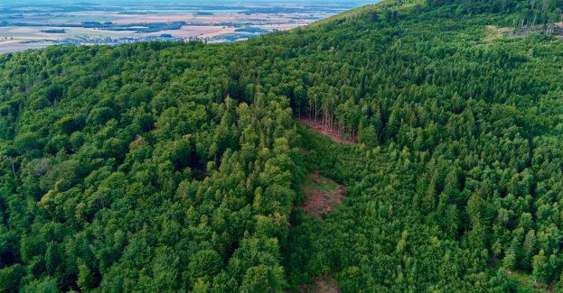 Naukowcy apelują o objęcie ochroną rezerwatową Lasów Suchedniowskich