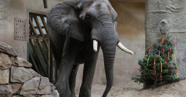 Słoń Leon ze stołecznego zoo świętuje 24. urodziny