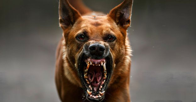 Trzy lata więzienia dla właściciela psów, które zaatakowały człowieka