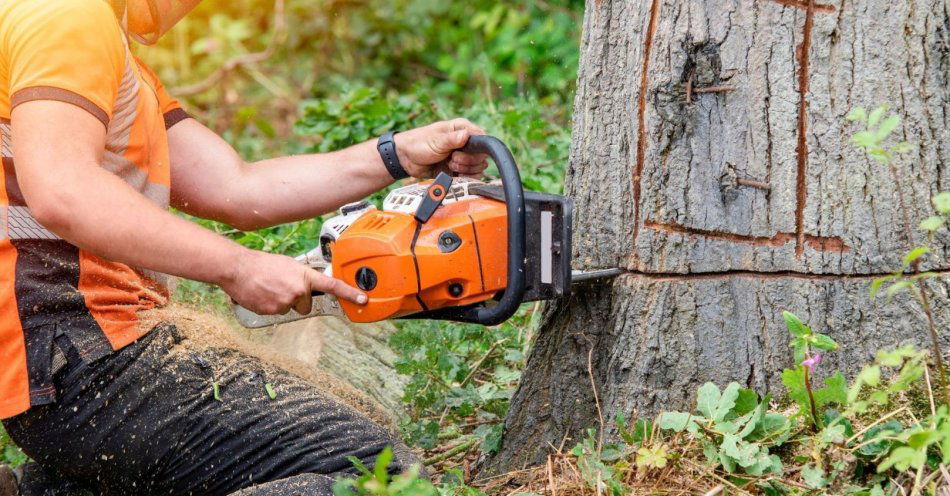 zdjęcie: Lex Szyszko - czyli prawo do samowolnego wycinania drzew - powraca jako Lex Tuszko! / fot. nadesłane