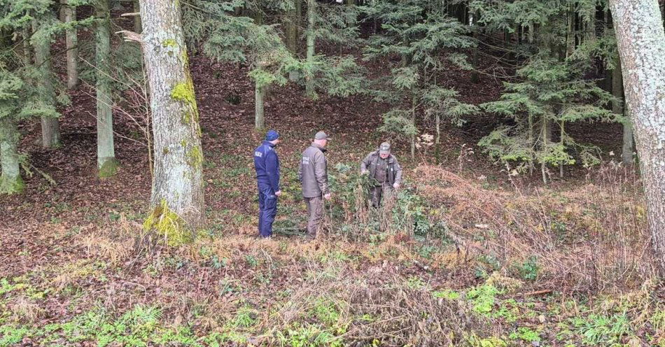 zdjęcie: Policja i straż leśna w Łańcucie przeciw nielegalnym choinkom / fot. KPP w Łańcucie Foto: KPP Łańcut