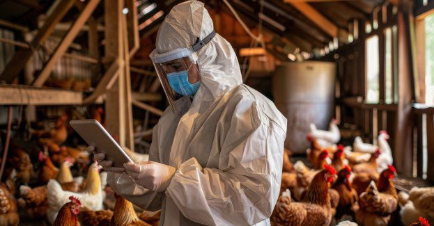 Czwarte ognisko ptasiej grypy w powiecie kaliskim