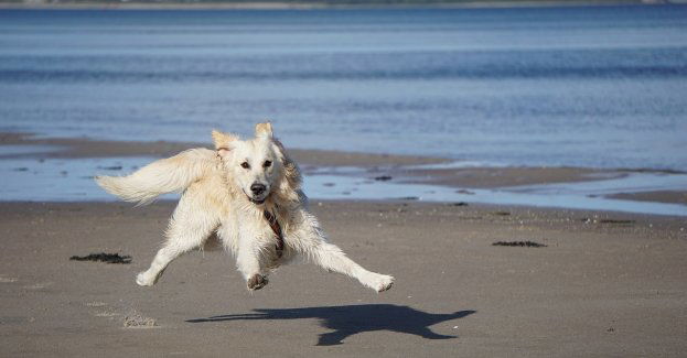 Pies – wierny przyjaciel, ale co dalej?