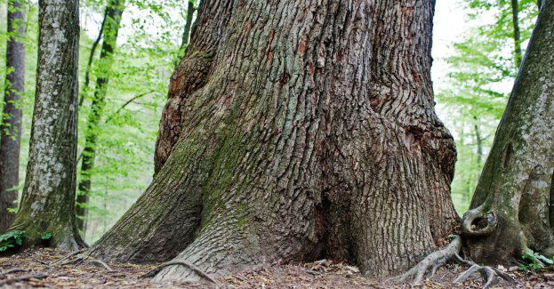 Dąb Bartek zabezpieczony po złamaniu konara