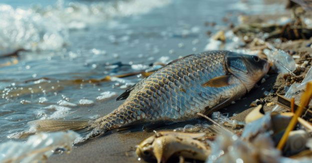 Przyczyną śnięcia ryb w jeziorze Dzierzgoń była przyducha