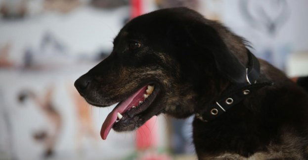 123 psy wydane do tymczasowej adopcji; wszystkie zwierzęta są bezpieczne