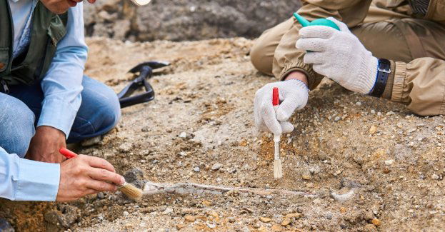 Archeolodzy z UMK odnaleźli przykościelny cmentarz w kompleksie Ducha Świętego z XIII wieku
