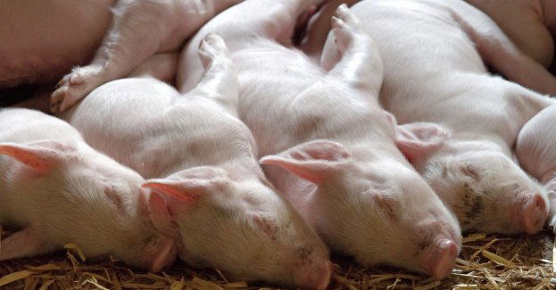 Dwa ogniska afrykańskiego pomoru świń w powiecie poznańskim