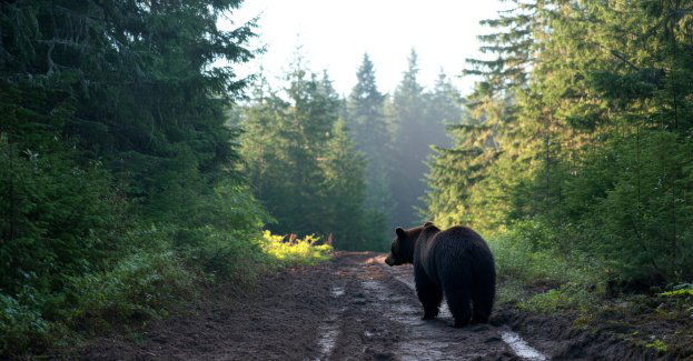 W regionie żyje ok. 300 niedźwiedzi, z tego 30 osobników w pobliżu ludzi