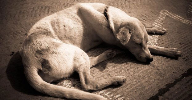 Jest apelacja prokuratury ws. 28-latka, który zagłodził psa i z martwym mieszkał przez kilkanaście dni