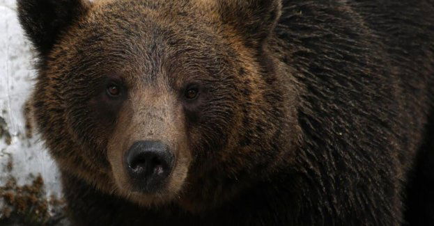 śledztwo ws. śmiertelnego postrzelenia chronionego niedźwiedzia brunatnego
