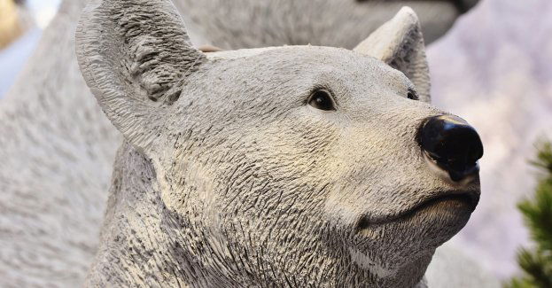Zakopiański Biały Miś trafi na listę niematerialnego dziedzictwa kulturowego