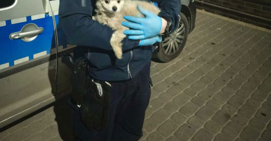 zdjęcie: Policjanci uratowali psa uwięzionego na filarze wiaduktu / fot. KPP Inowrocław