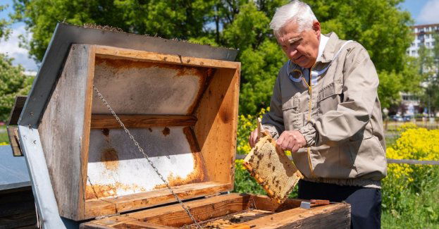 Miodobranie w miejskiej pasiece