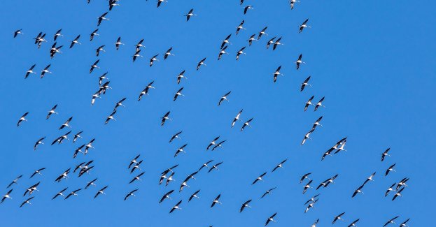 Migracja ptaków ruszyła w Parku Narodowym "Ujście Warty"