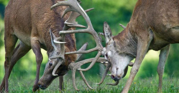 Spektakularna walka jeleni w centrum miasta