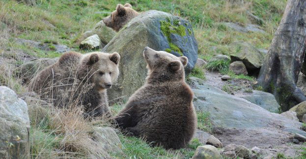 Będąc w lesie, gdzie żyją niedźwiedzie, nie zachowujmy się cicho