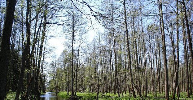 Sejmik przeciw ochronie Puszczy Białowieskiej w formie obiektu światowego dziedzictwa