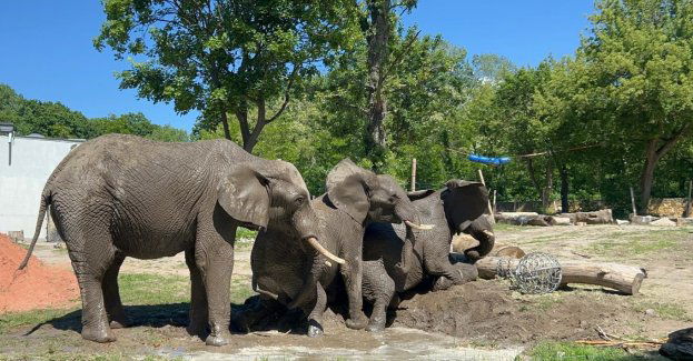 Światowy Dzień Słonia