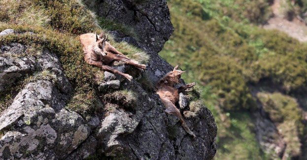 W Tatrach żyje 816 kozic