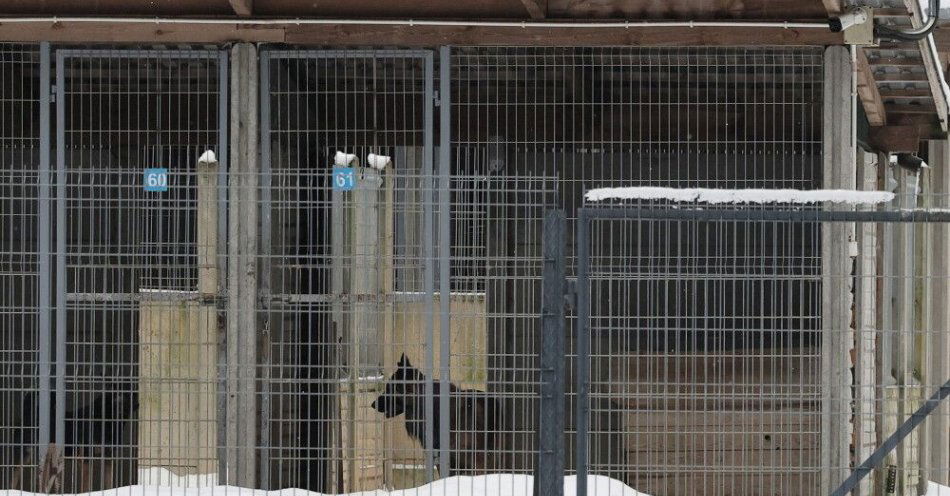 zdjęcie: Wicewojewoda ws. schroniska w Sobolewie: czuję, że zostałem wprowadzony w błąd / Sobolew, 24.01.2026. Schronisko dla zwierząt