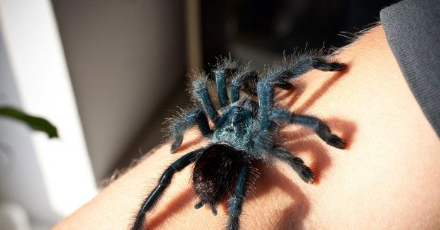 Policja zlikwidowała nielegalną hodowlę ptaszników