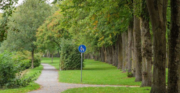 Miasto rezygnuje z budowy drogi rowerowej, bo konieczne byłoby wycięcie 10 drzew