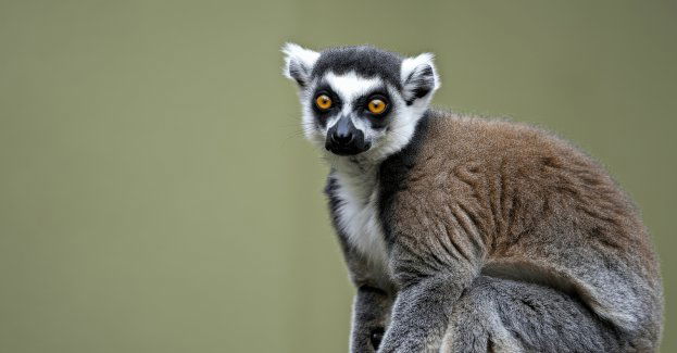 Narodziny lemura wari w Śląskim ZOO