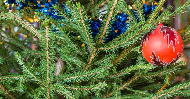 Miasto oferuje ekologiczną utylizację choinek po świętach