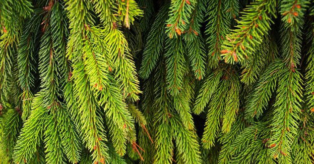 Co zrobić z choinką po Świętach?