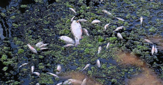 Na Odrze na wysokości Chałupek zauważono śnięte ryby