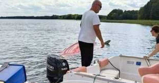 Stargardzcy wodniacy wraz z WOPR Żelewo uratowali 3 osobową rodzinę, która wpadła do wody, po tym jak przewróciła się ich łódź żaglowa na jeziorze Mie