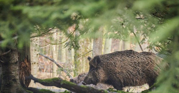 Władze miasta wypożyczyły klatkę, by wyłapywać dziki pojawiające się w mieście