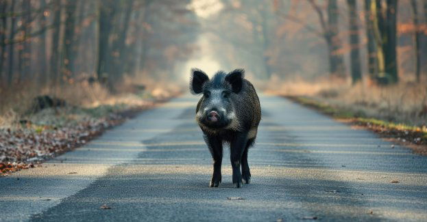 Zderzenie dwóch samochodów na S1 po wtargnięciu dzików na jezdnię