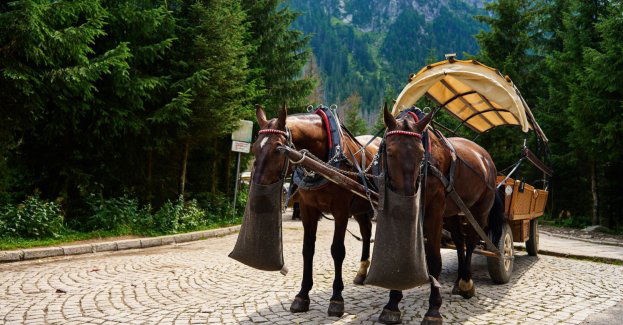 e-busy do Morskiego Oka coraz popularniejsze, ale konie wciąż niezastąpione