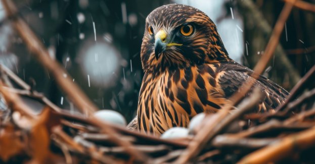 Zaczynają się lęgi sokołów - o miesiąc wcześniej