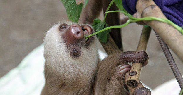 W ogrodzie zoologicznym urodził się leniwiec