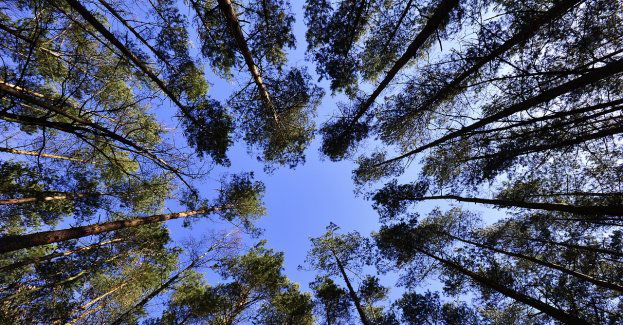 Ponad 300 drzew zostanie zasadzonych na terenie miasta