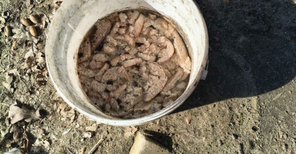 zdjęcie: 12 psów i kota uratowane ze złych warunków w powiecie stargardzkim / fot. KPP w Stargardzie