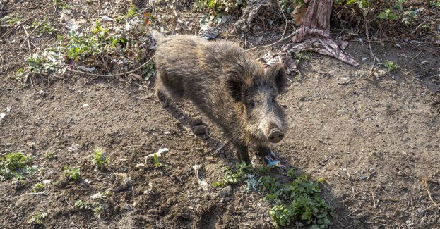 Mały dzik w mieszkaniu w bloku; opiekunowi grożą konsekwencje prawne