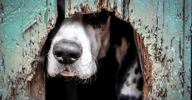 Policjanci odebrali właścicielce siedem skrajnie zaniedbanych psów i cztery szczury