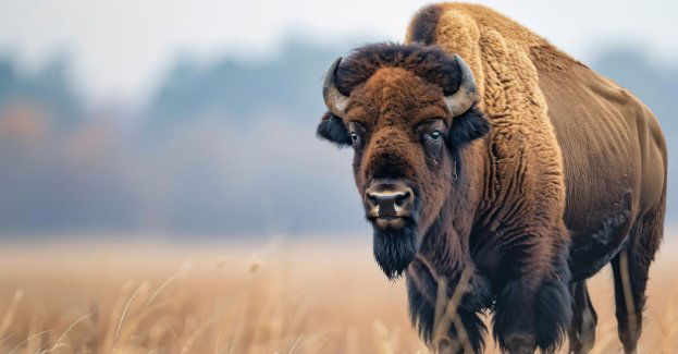 Myśliwi w nocy rozpoczną poszukiwania bizona-uciekiniera; nie zamierzają strzelać do zwierzęcia