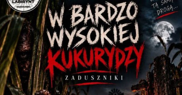 W bardzo wysokiej kukurydzy