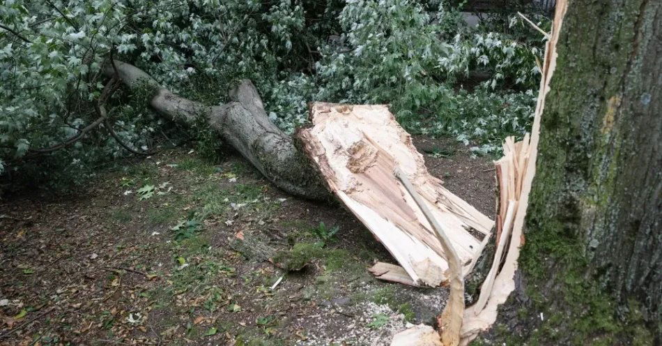 zdjęcie: Północno-wschodnia Polska: 145 tys. odbiorców bez prądu / Warszawa, 22.08.2026. Połamane drzewa na osiedlu Piaski na warszawskich Bielanach, 22 bm. W związku z przejściem frontu burzowego strażacy w całym kraju interweniowali ponad 6,5 tys. razy. Najwięcej zgłoszeń dotyczy Mazowsza (jm) PAP/Albert Zawada
