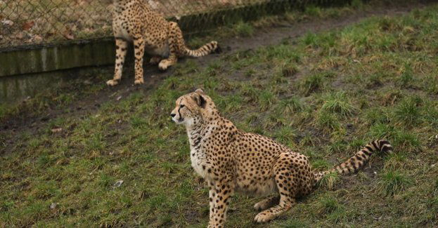 Gepardzica Wilma z warszawskiego zoo wyjeżdża do Grecji