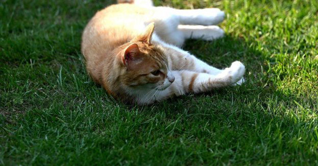 Zakażenie wirusem ptasiej grypy jest dla ludzi niebezpieczne, ale zdarza się niezwykle rzadko