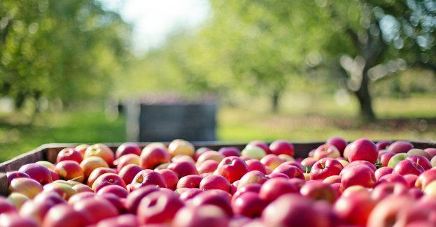 Usiłowali wyłudzić pieniądze z tytułu dopłat do nieruchomości rolnych