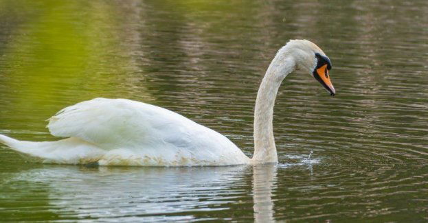 Spacer ornitologiczny z CEE