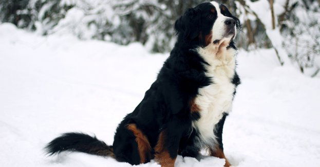 Podczas niskich temperatur pamiętajmy także o zwierzętach